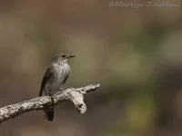Mediterrane vliegenvanger [Muscicapa tyrrhenica]